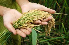 Food Security